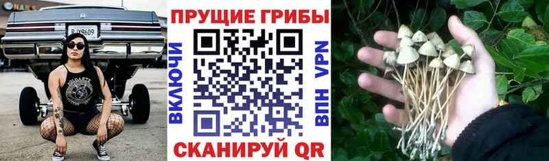 Галлюциногенные грибы Psilocybe  где можно купить   MEGA как войти  Великий Новгород 