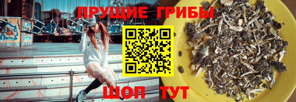 Псилоцибиновые грибы Psilocybine cubensis  Вход с VPN  Великий Новгород 